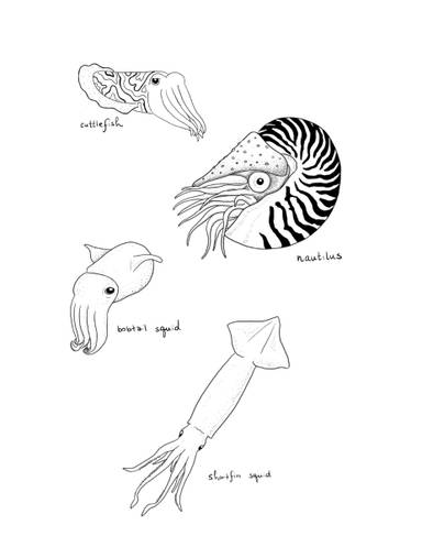 Cephalopods Pt 2