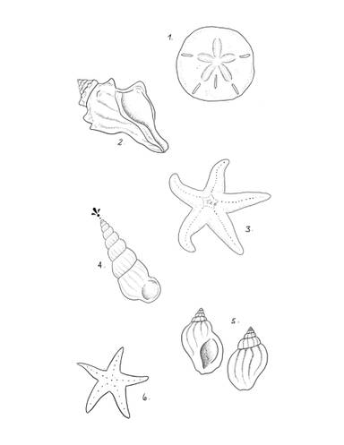 Beach Treasures 