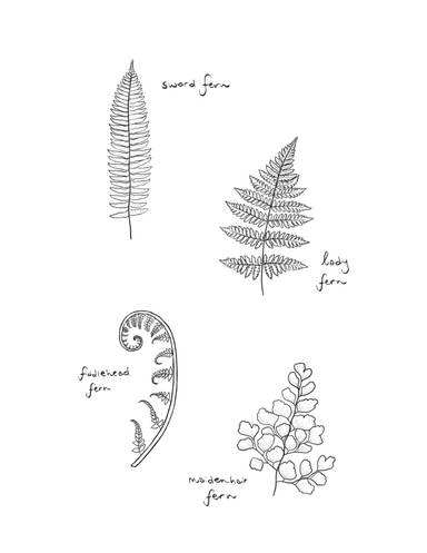 Ferns