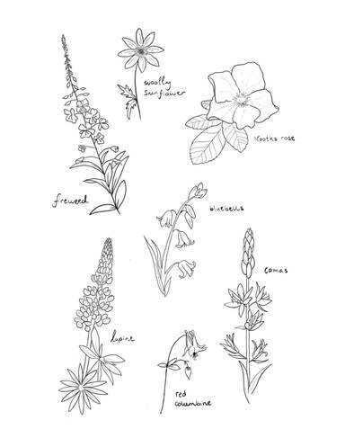 Wildflowers of Van Island