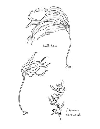 Seaweed Pt 1