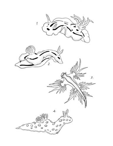 Nudibranchs
