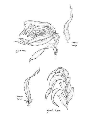 Seaweed Pt 2