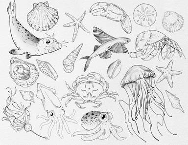Sea Creatures and Critters