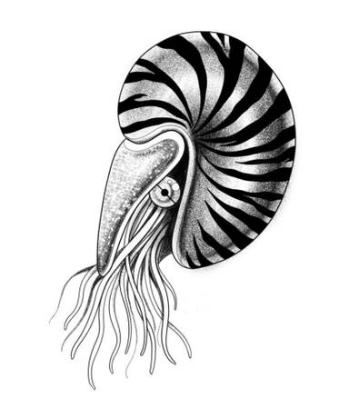 Nautilus 